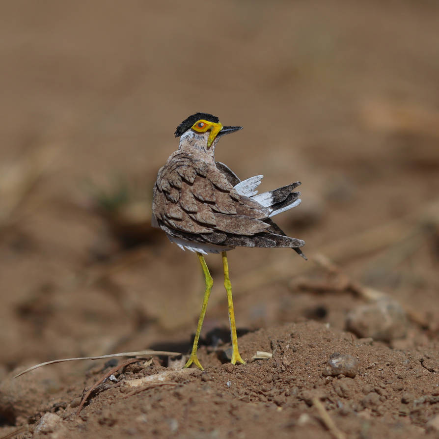 Yellow Wattled Lapwing - Paper cut birds by NVillustration