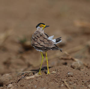 Yellow Wattled Lapwing  - Paper cut birds