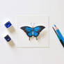 Blue Mountain Swallowtail Butterfly - Paper cut