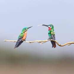 Brazilian Ruby Couple   - Paper cut bird