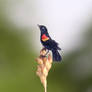 Red Winged Blackbird - Paper Cut Birds