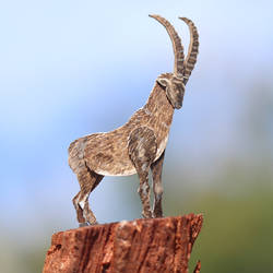 The Alpine Ibex - Paper Cut art