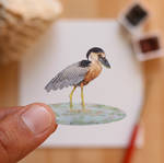 The Boat-billed Heron - Paper Cut art
