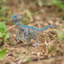 Blue - Velociraptor