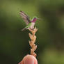 Lucifer Hummingbird