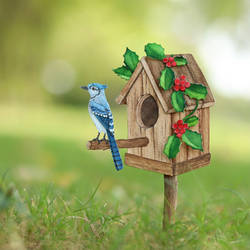 Blue Jay in Christmas house