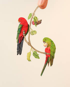 Australian King parrot couple