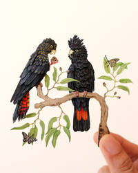 Red-tailed black Cockatoo couple