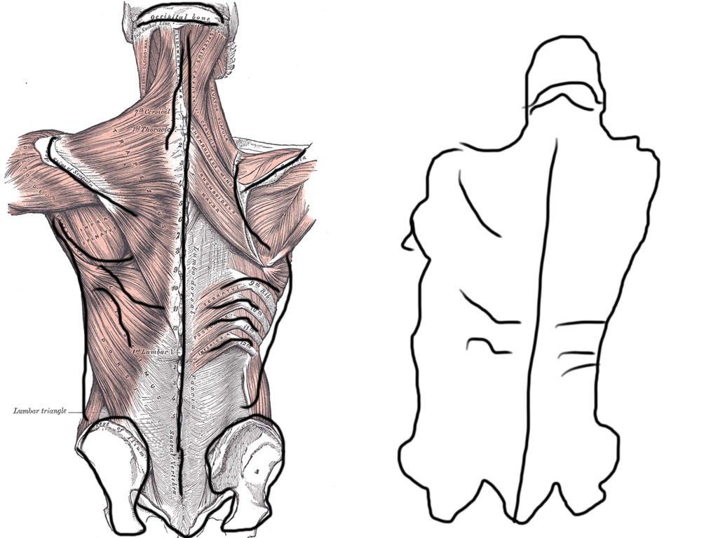 Subhuman Back Human Anatomy - Back by mindue1 on DeviantArt