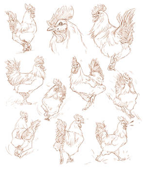 The Coolest Rooster Sketches