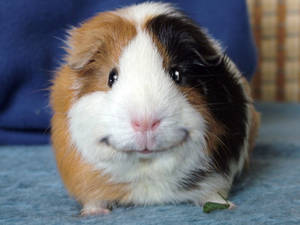 Angeelo the guinea-pig