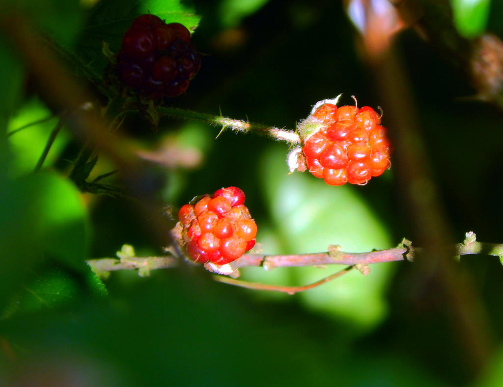 Morning Berries