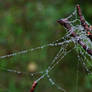 Spider Beads