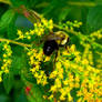 Harvesting The Yellow