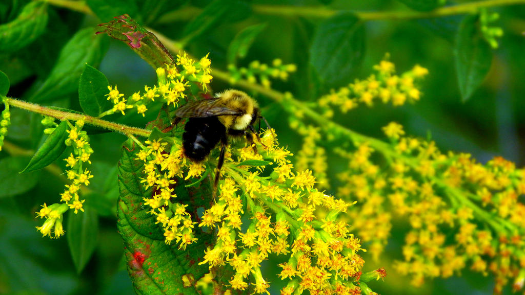 Harvesting The Yellow