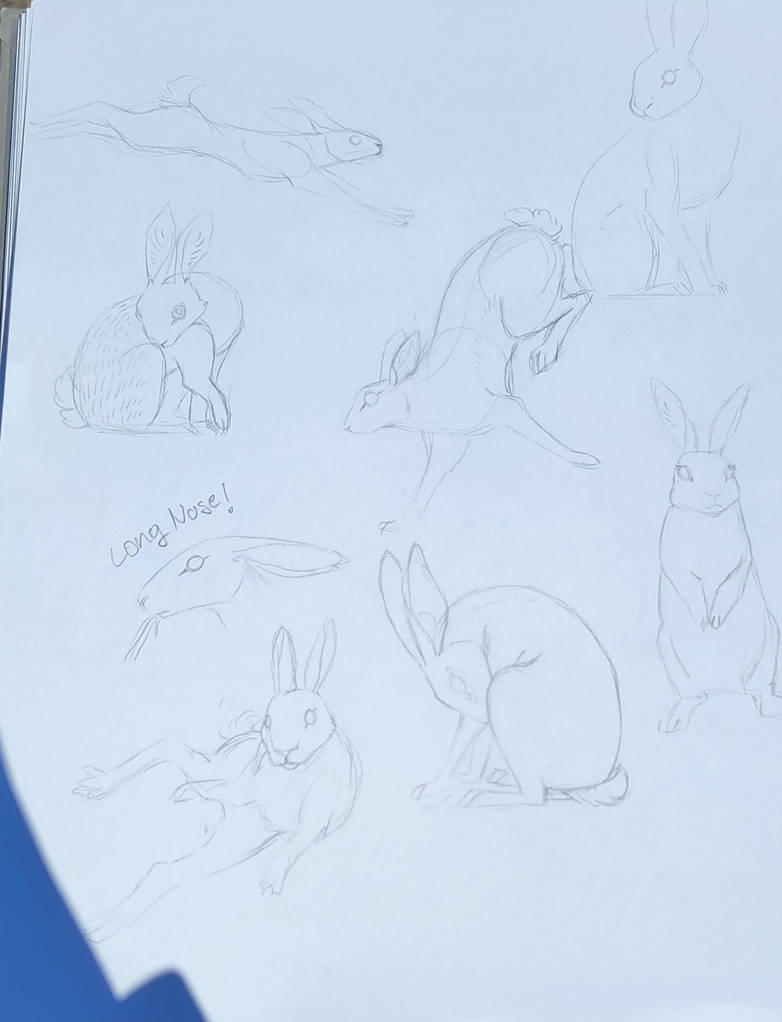 Rabbit sketches 7 by quotingstardust on DeviantArt