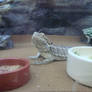 Bearded Dragon 3