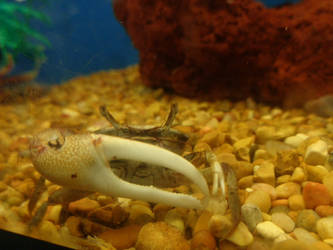 Fiddler Crab