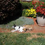 In the Garden