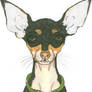 Chloe Pepper the Chihuahua