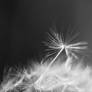 taraxacum