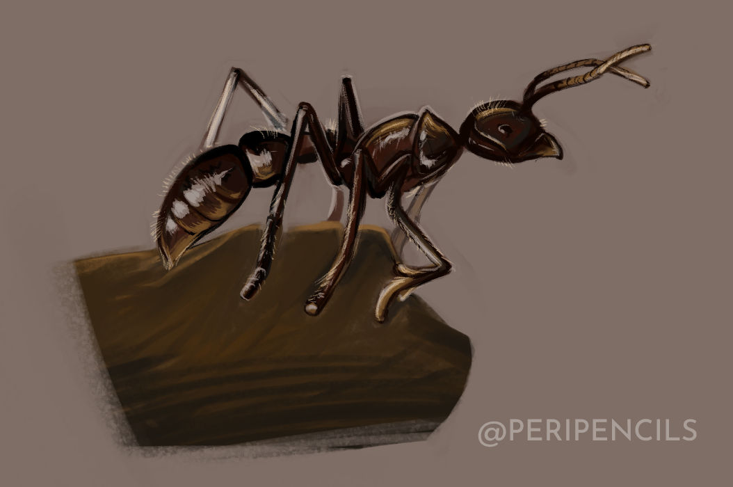 Giant Gold-Digging Ant by peripencils on DeviantArt