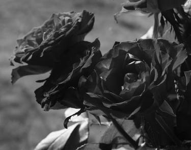 Roses on the windowsill III