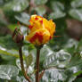 Rose and bud