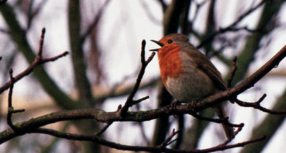 In my tree