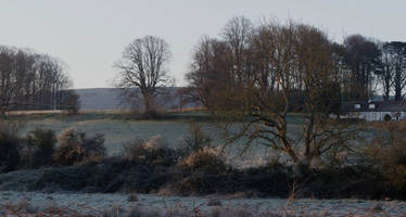 Frosted field