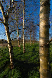 In the birches