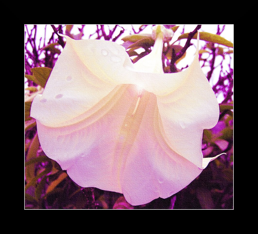 Datura