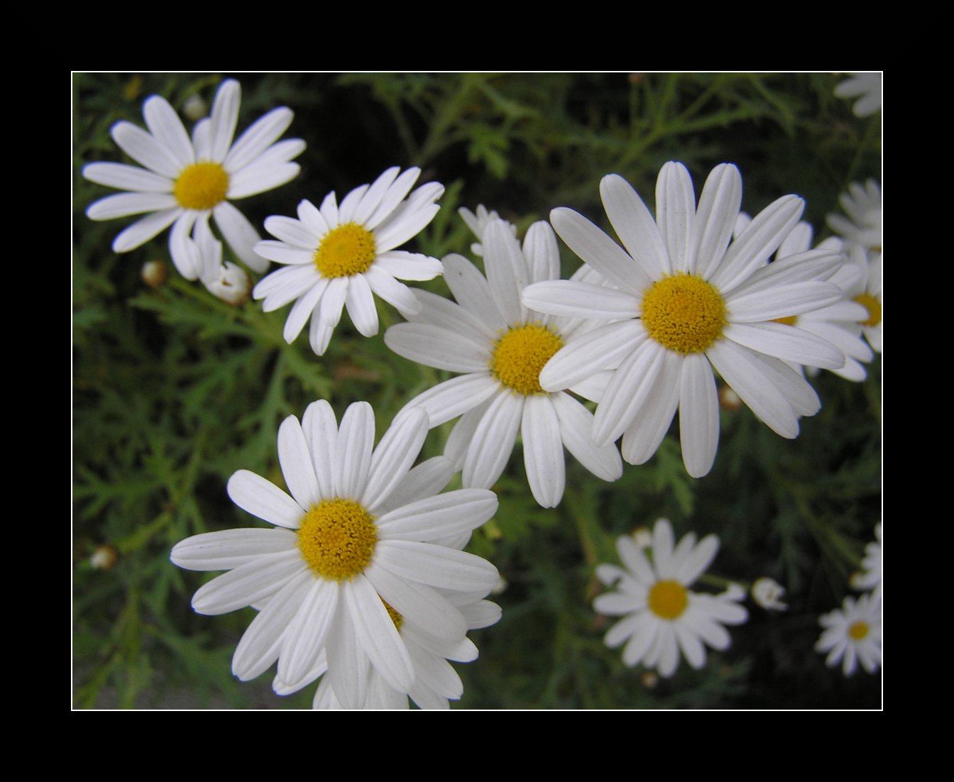 Daisies