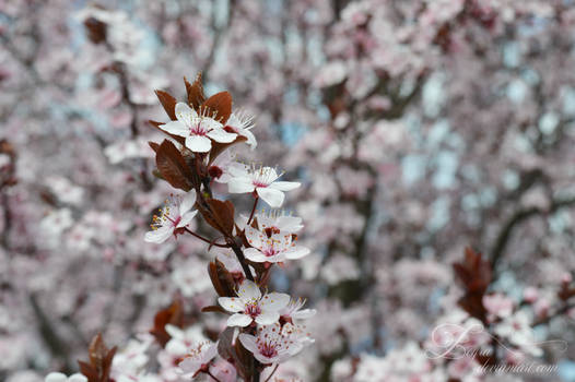 cherry tree