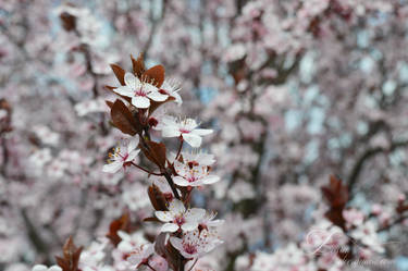 cherry tree