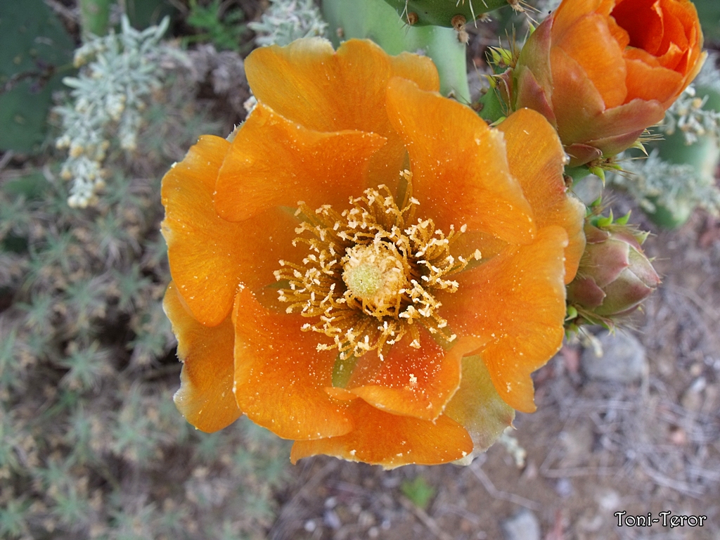 Flor de un tuno 1 by ToniTeror on DeviantArt