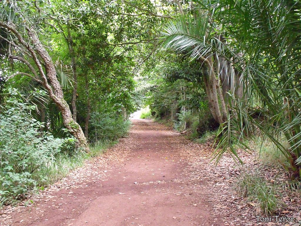 Caminando por Osorio 1