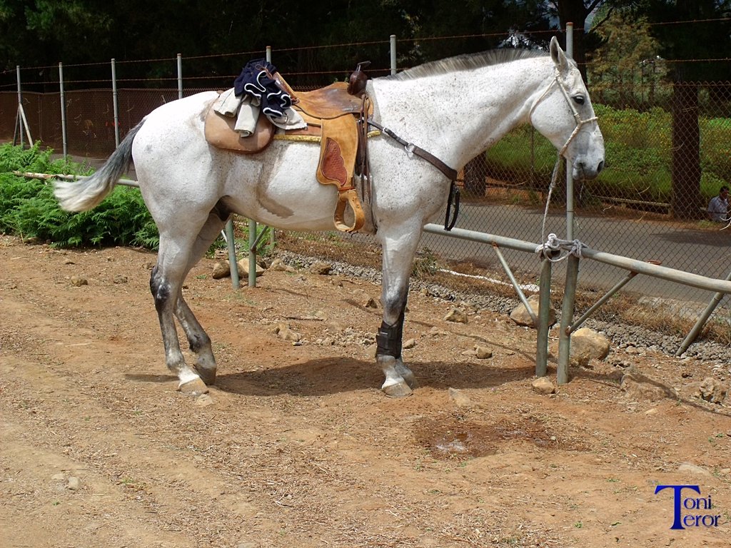 Caballo blanco con montura 2