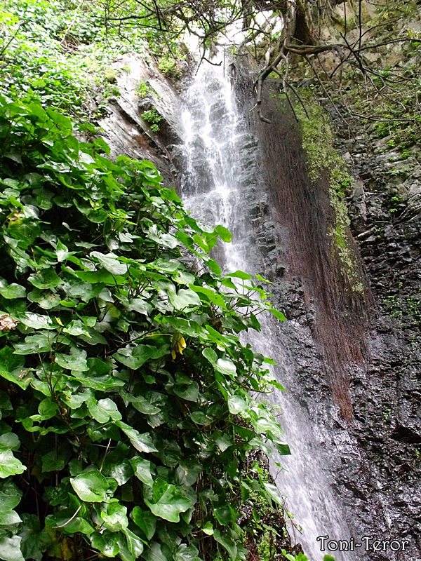 Cascada tras las hojas