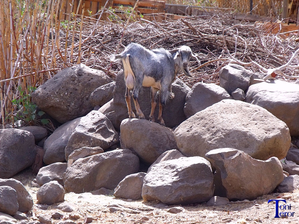 Una cabra sobre rocas