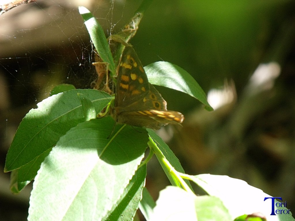 Mariposa sobre unas hojas