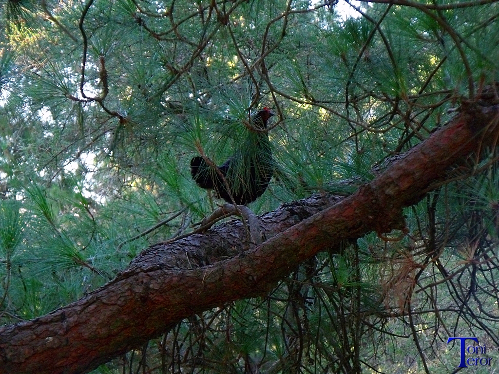 Gallina sobre una rama