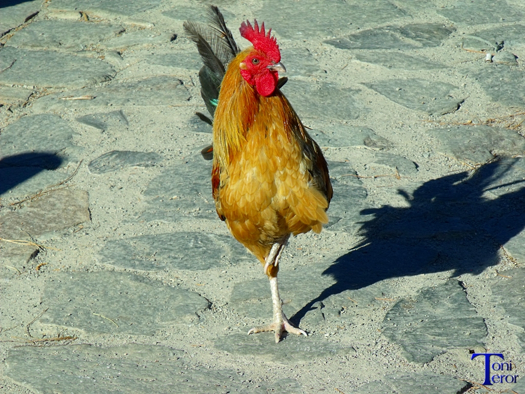 Gallo sobre una pata