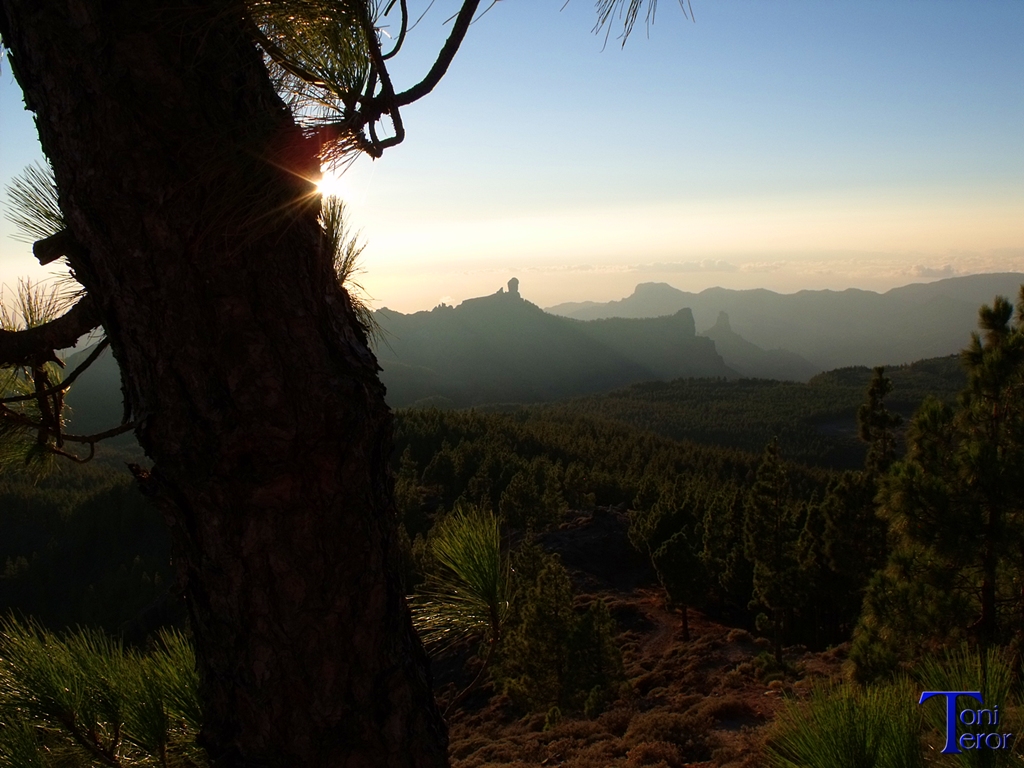 El Roque Nublo tras un pino