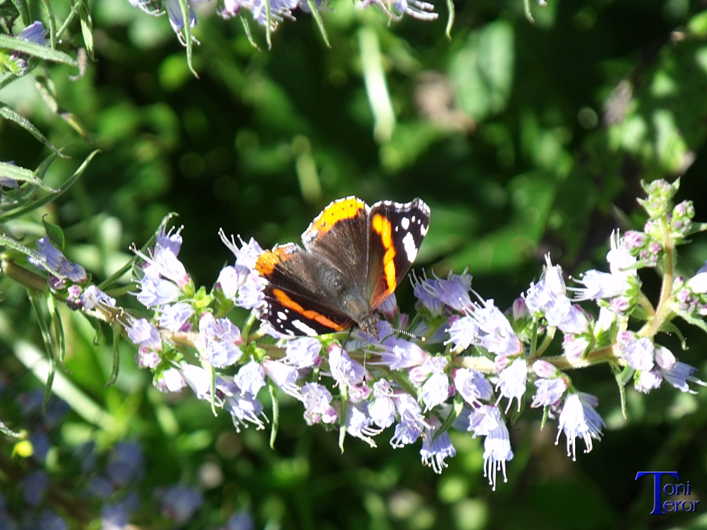 Mariposas 5