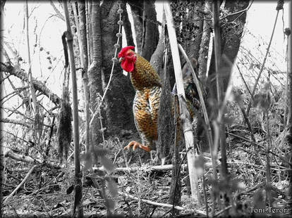 Gallo entre los matorrales