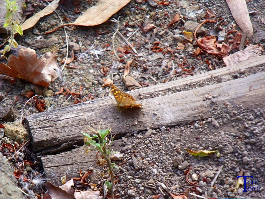 Mariposa sobre una madera