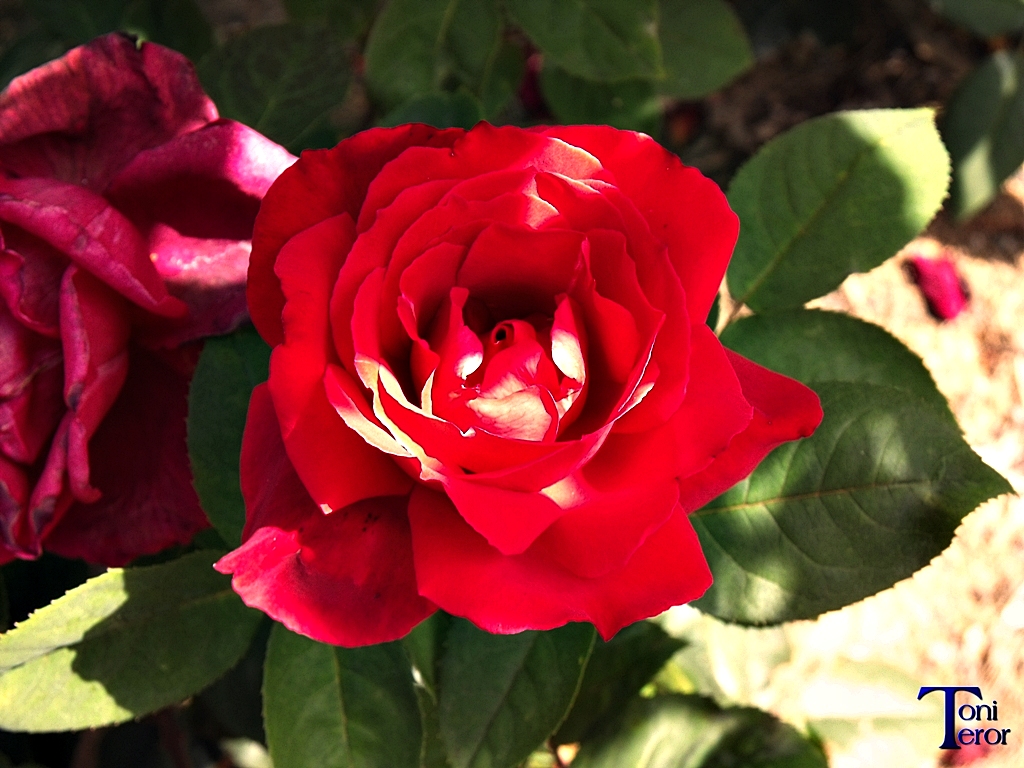 Rosa roja 2