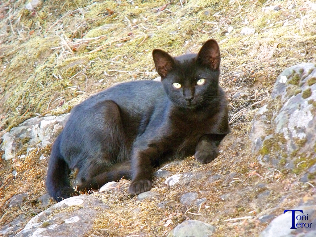 Gatito negro 3