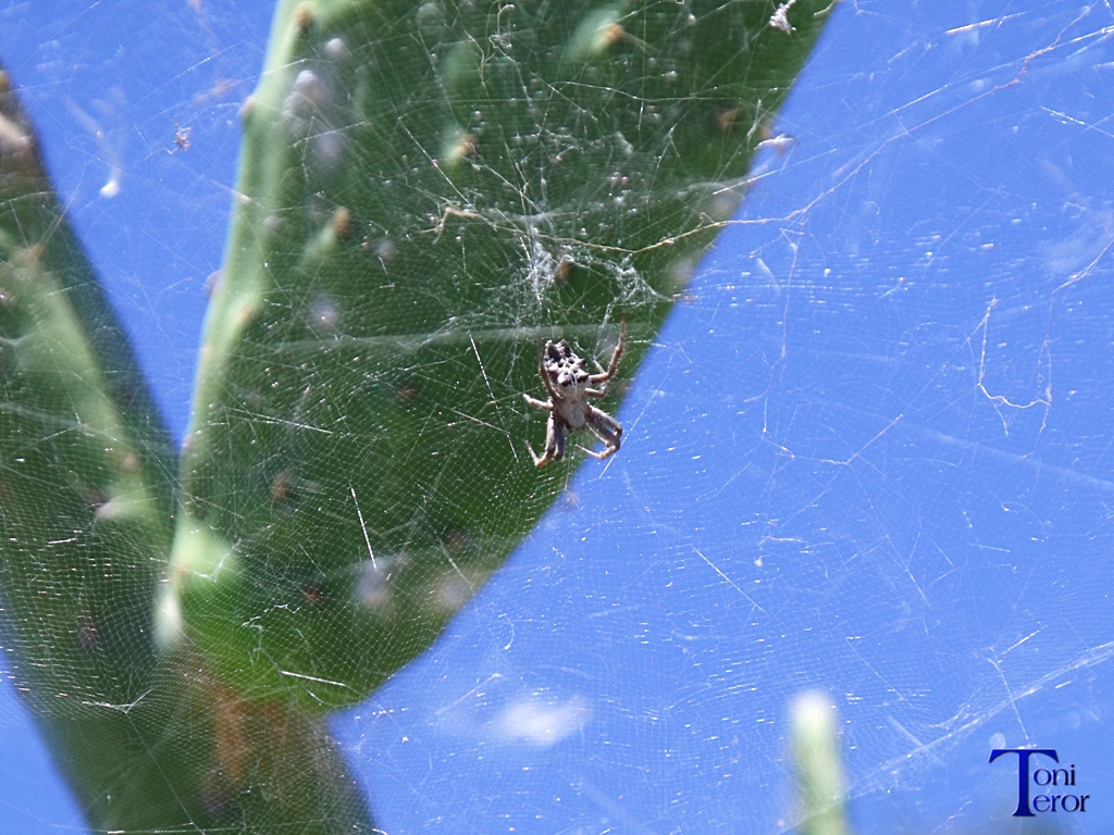 Aracnido en una tunera